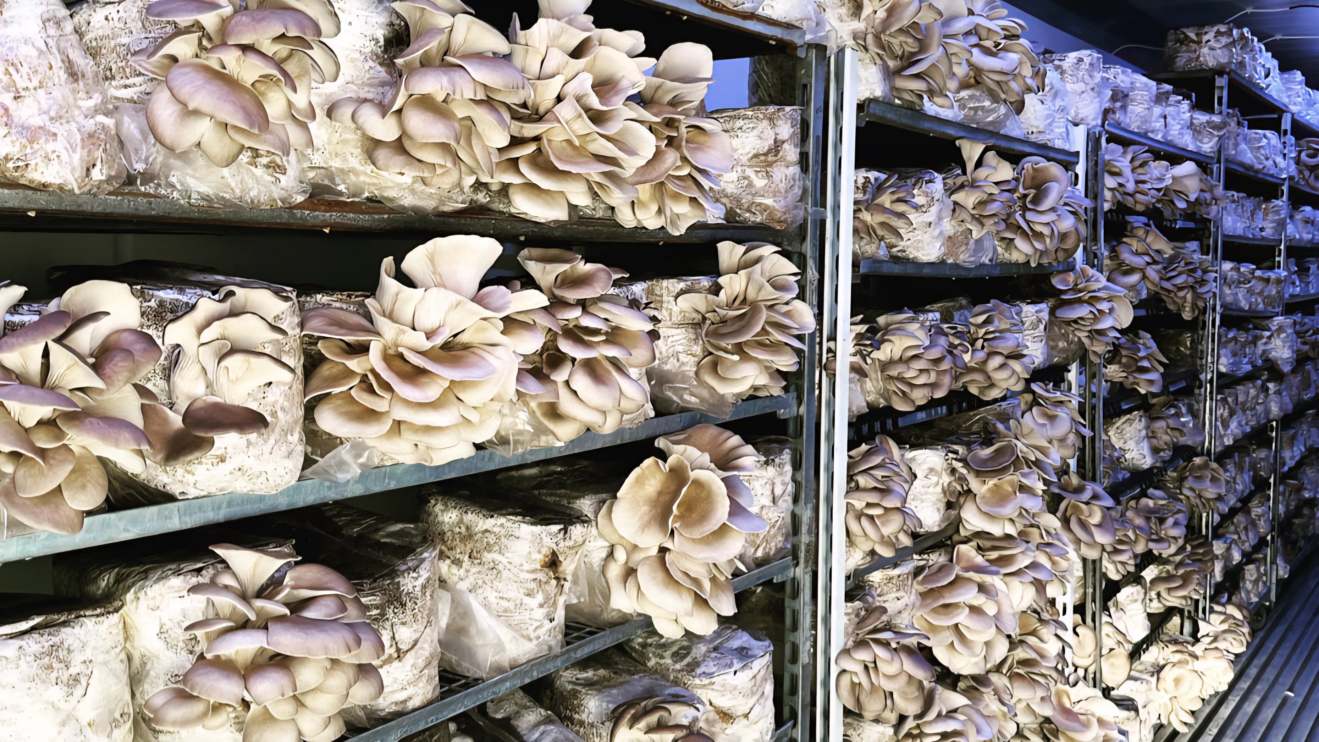 Our growing facility