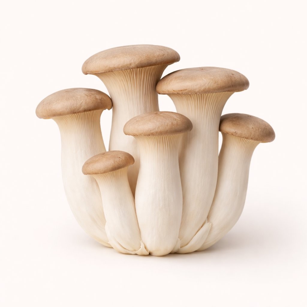 King Trumpet mushroom